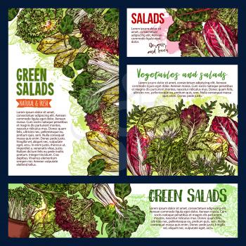 Salad leaf and vegetable greens banners of healthy vegetarian food. Fresh spinach, lettuce salad and cabbage, bok choy, arugula and chard, sorrel, watercress, chicory and batavia sketch poster design