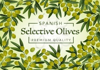 Selective olives, premium quality food product and Spanish olive oil poster. Vector green olives harvest, Spanish cuisine and extra virgin oil or pickles package