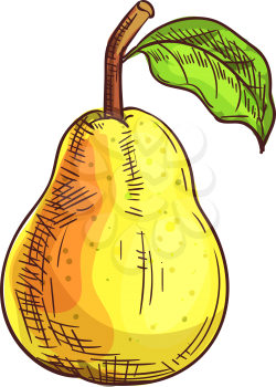 Pear isolated fruit sketch. Vector summer food dessert, bartlett or williams pear