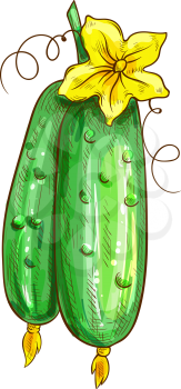 Two cucumbers with yellow flower isolated green veggies. Vector pickles with blossom, vegetable sketch