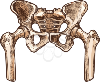 Pelvic hip skeleton isolated pelvis bones. Vector lower part of trunk of human body
