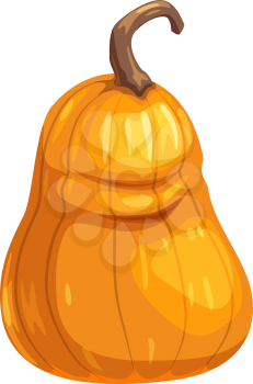 Autumn harvest isolated orange squash, Halloween symbol. Vector fresh vegetable, agriculture product