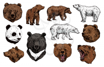 Bear vector sketch with heads of predatory animal. Wild grizzly and panda, brown, polar and Asian black bears with angry muzzles, open mouth and sharp teeth. Zoo mascot and wildlife themes