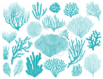 Coral reef or seaweeds vector underwater plants. Aquarium, ocean and undersea algae water life isolated on white background. Corals or sea weeds and wracks, laminaria, kelp cartoon marine icons set