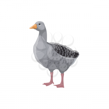 Grey goose isolated farm fowl bird. Vector poultry animal, domestic duck