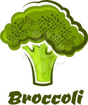 Cartoon fresh green healthy broccoli vegetable with text  Broccoli below for a healthy vegetable or vegetarian diet