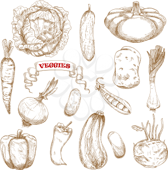 Healthy organic cabbage, carrot, pepper, potato, onion, cucumber, zucchini, pea, pattypan, squash, leek, kohlrabi and common bean vegetables. Sketched vegetables on white, for agriculture or vegetaria