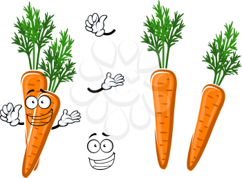 Fresh farm crunchy orange carrot vegetable cartoon character with bright green leaves. Addition to recipe book, children menu or agriculture harvest theme usage