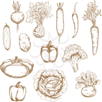 Sketch vegetables icons of cabbage, chilli and bell peppers, carrot, potato, broccoli, cucumber, beet, kohlrabi, celery, daikon, pattypan squash. Recipe book or vegetarian healthy food design usage