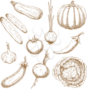Healthy garden tomato, sprouted onion, chilli pepper, cabbage, eggplant, pumpkin, cucumbers, garlic, beet and zucchini vegetables. Vegetables sketch icons for old fashioned recipe book or menu design