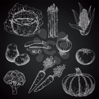 Vegetables chalk sketches on blackboard with tomato and broccoli, onion and corn, potato and pea, carrot and cabbage, asparagus and pumpkin. Restaurant menu, vegetarian food, agriculture design usage 