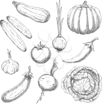 Wholesome organically grown farm vegetables sketch symbols with pumpkin, cabbage, garlic, onion, chili pepper, tomato, eggplant, cucumbers, beet and zucchini. May be use as old fashioned recipe book, 