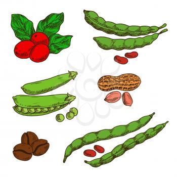 Healthful and nutritious peanuts, green pods and grains of sweet peas and common beans, fresh red fruits and roasted beans of coffee. Sketch symbols for food and drinks design usage