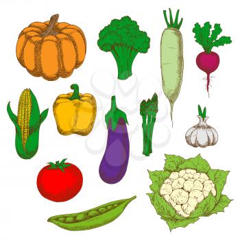 Dietary vegetables sketches for healthy eating design with fresh tomato, eggplant and broccoli, corn, bell pepper and pumpkin, peas and cauliflower, daikon and asparagus, garlic and beet
