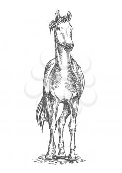 Standing white horse pencil sketch portrait. Stallion on hoofs with mane and tail waving in wind and looking into distance