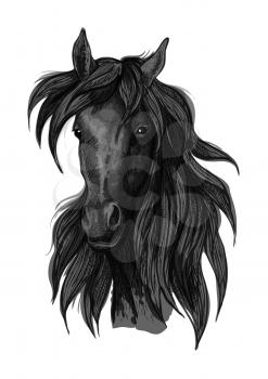 Arabian horse head sketch of black purebred racehorse mare. Use for horse racing badge, equestrian sport symbol or t-shirt print design
