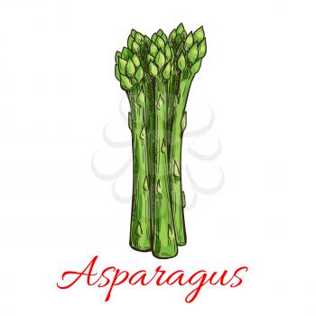 Asparagus vegetable plant icon. Bunch of asparagus stems. Fresh food product element for sticker, grocery shop, farm store element