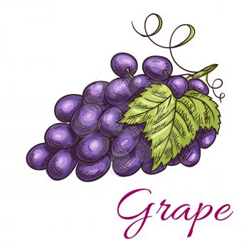 Black grape berries. Isolated vine of grapes with leaves. Fruit and berry product emblem for juice or jam label, wine bottle sticker, farm store