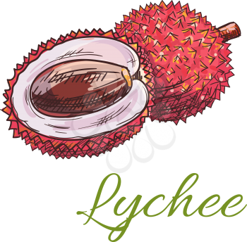 Lychee. Fresh tropical fruit element. Exotic whole and cut half of juicy lychee fruit with kernel and peel. Vector sketch icon