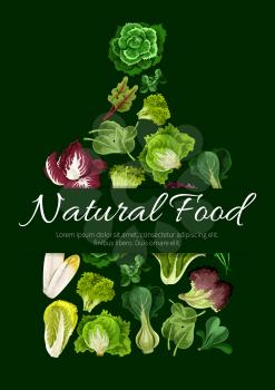 Leafy salad greens symbol. Vegetarian natural food poster with vector lettuce vegetables arugula, chicory salad and spinach, lollo rossa, radicchio, swiss chard salad with batavia and gotukola, mangol