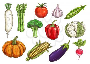 Vegetable sketch with isolated icons of tomato, bell pepper, garlic, eggplant, broccoli, corn, radish, pumpkin, green pea, asparagus, cauliflower. Agriculture, food theme design
