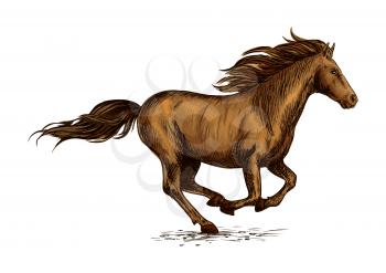 Brown horse running in a field. Sketch of galloping purebred racehorse of arabian breed. Horse racing or equestrian sporting symbol, t-shirt print design