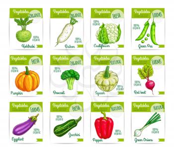 Veggies and vegetables price cards. Vector labels or tags set of kohlrabi, daikon radish and cauliflower, green pea, pumpkin, broccoli. Farm fresh zucchini and patisony squash, beet and eggplant, bell