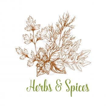 Spices and aromatic herbs bunch of sketched parsley, arugula and basil or mint and peppermint leaves and rosemary. Herbal spicy culinary condiments or aroma flavoring plants for grocery store, farmer 