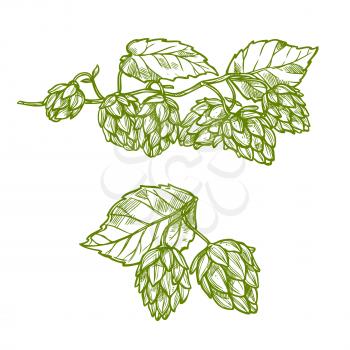 Hops plant isolated sketch. Green branches of hop with flower cone and leaves. Beer and herbal tea drinks label or food packaging design