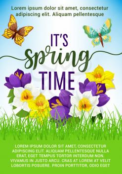 Spring Time poster of flower bouquet and springtime blooming yellow daffodils with butterfly and blue crocuses or narcissus bouquet. Vector design of spring floral bunch for Hello Spring holiday greet