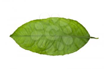 green leaf 