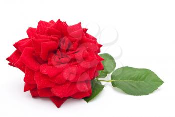 Royalty Free Photo of a Red Rose