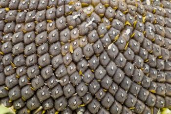 Royalty Free Photo of a Sunflower With Seeds