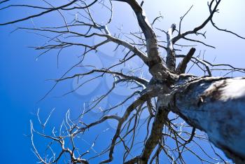 Royalty Free Photo of a Dead Tree