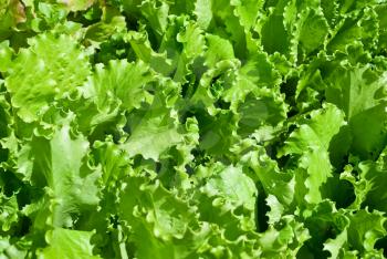 Royalty Free Photo of Green Lettuce