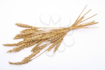 Wheat ears 