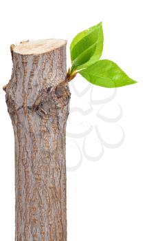 Royalty Free Photo of a Branch With Green Leaves