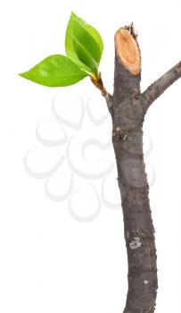 Royalty Free Photo of a Cut Tree Branch With Green Leaves
