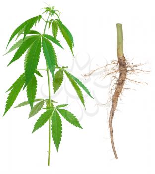 Cannabis with a root