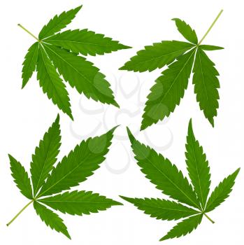 Cannabis leafs