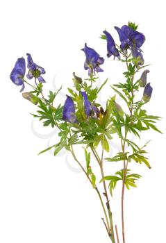 Medicinal plant: Aconite