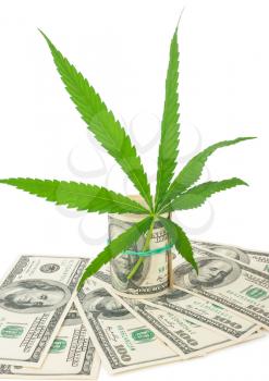 the cannabis and money