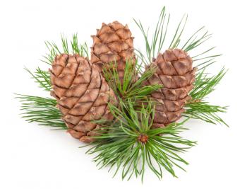 Cedar cones with branch