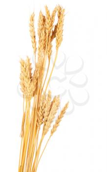 Ears of wheat