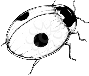 Ladybugs Clipart