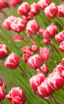 Angle shot of red Dutch tulips flowerbed in Keukenhof park in Holland
