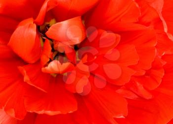 Flower. Macro of red tulip bud isolated on white