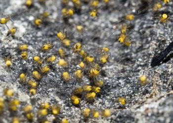 Closeup of the Spider nest with hatch