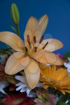 Royalty Free Photo of a Tiger Lily