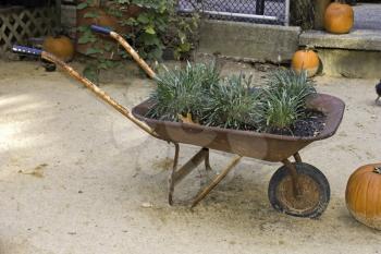 Old wheelbarrow used as a flower pot.